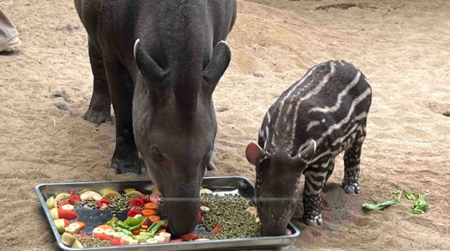 視頻|森林野生動(dòng)物園迎來新晉網(wǎng)紅 “小豬佩奇”原型南美貘寶寶首次公開“營業(yè)”