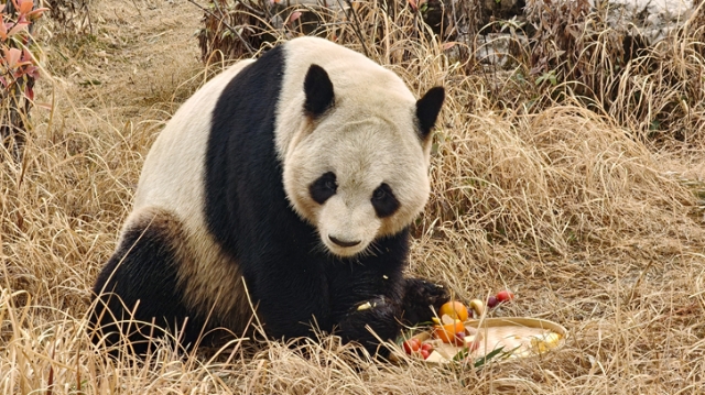 元宵“食”刻 動(dòng)物撒歡干飯秀萌態(tài)