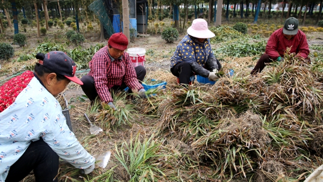 如皋市城北街道花園橋莊：“林下套種”為特色田園鄉(xiāng)村建設(shè)注入新活力