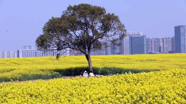 江心沙農(nóng)場外拓基地油菜田成網(wǎng)紅打卡點(diǎn)