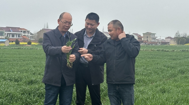 落實(shí)春管措施 搭牢豐收架子——啟東多措并舉保障22萬余畝小麥穩(wěn)產(chǎn)高產(chǎn)