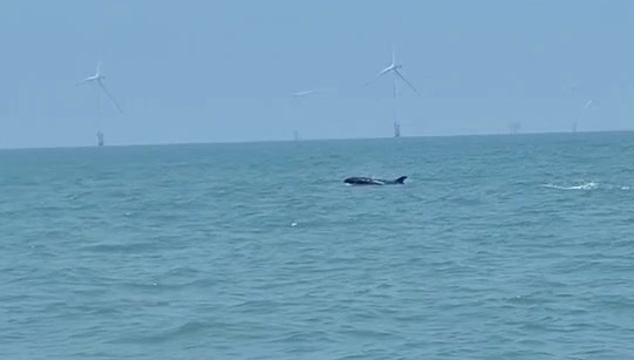 視頻 |“藍(lán)色精靈”現(xiàn)身南通海域，海上風(fēng)電場生態(tài)成效顯現(xiàn)