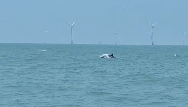 “藍(lán)色精靈”現(xiàn)身南通海域，海上風(fēng)電場生態(tài)成效顯現(xiàn)