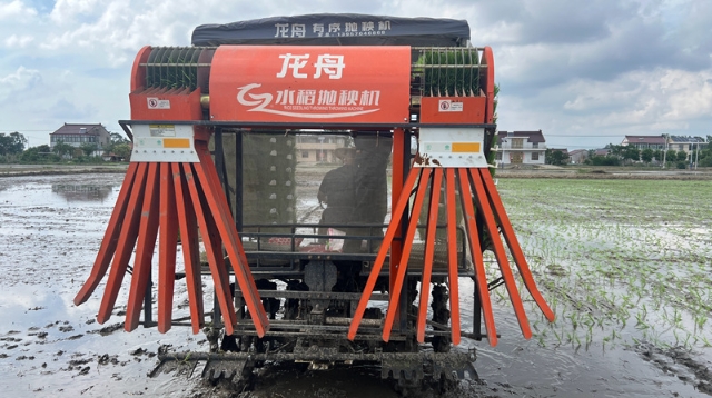 “天女散花”變“精準(zhǔn)跳水” | 海安：有序拋秧機1小時插秧超8畝